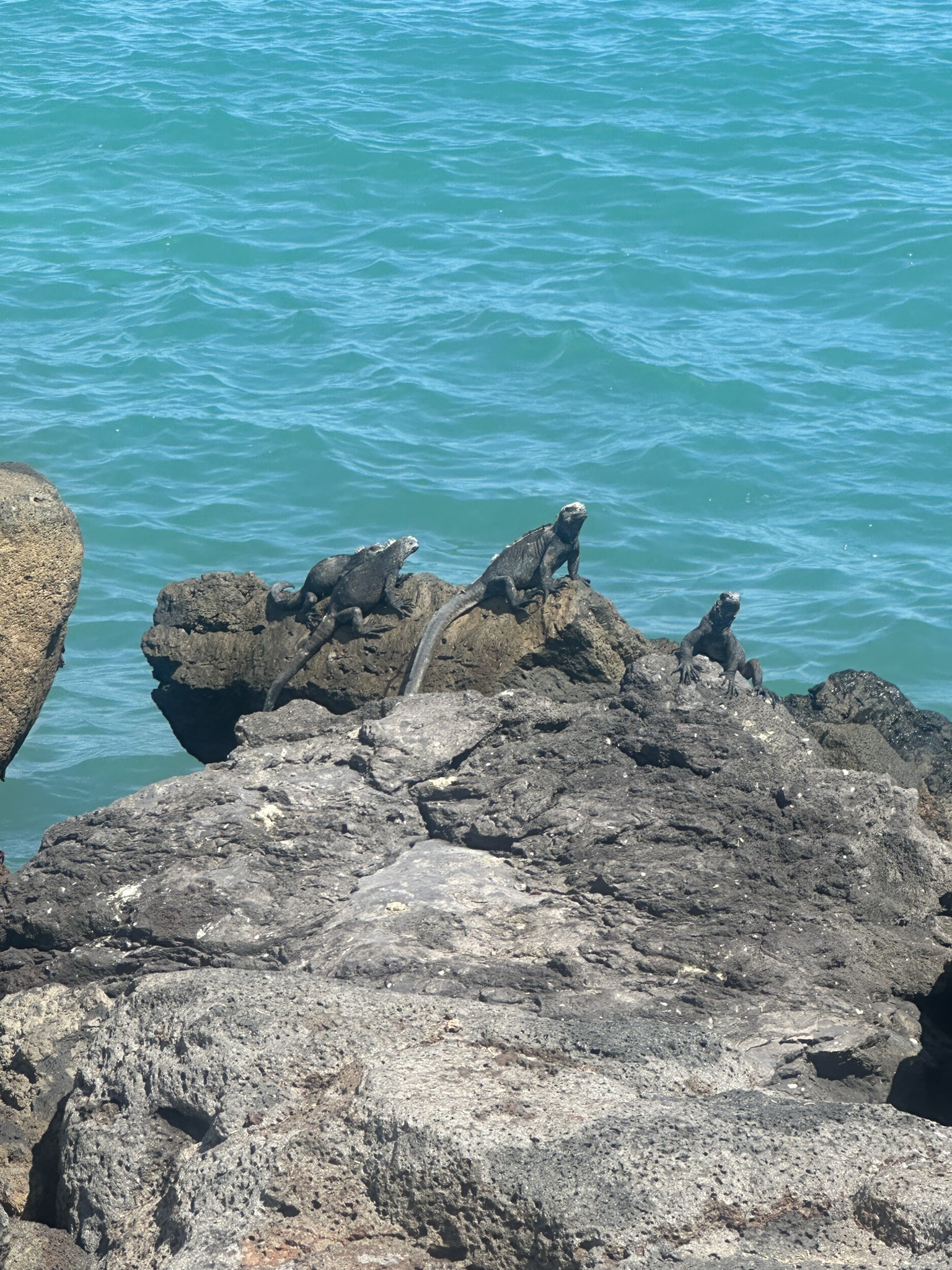 Ecuador-Galapagos Islands - Image 407